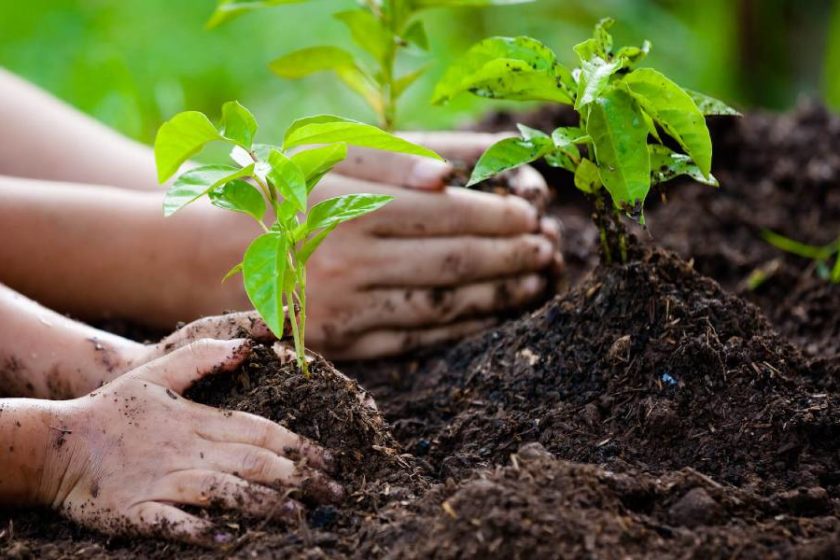 MP Ankur Scheme Registration 2021 at Vayudoot App – Plant Trees & Get Prana Vayu Awards | अंकुर योजना पंजीकरण वायुदूत ऍप पर