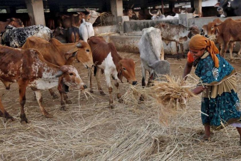 AP Cattle Health Card Scheme 2021 for Animals | YSR Pasu Nasta Parihara Padakam – Livestock Loss Compensation Scheme