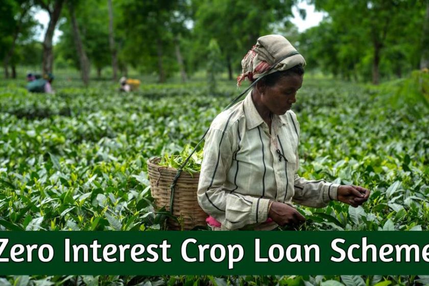 Assam Zero Interest Crop Loan Scheme 2021 – 100% Interest Subsidy on Agricultural Loans for Farmers
